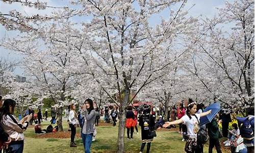 顾村公园樱花节2024门票多少钱_顾村公园樱花节2024门票多少钱一张